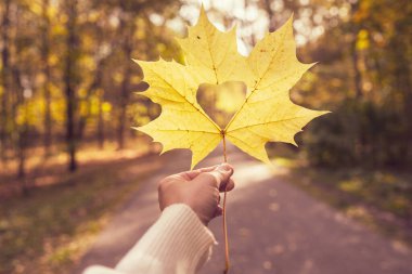 Sonbahar parkında güneş ışığında kalp şeklinde delikleri olan akçaağaç yapraklı kadın eli.