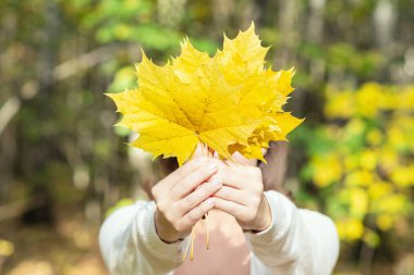 Güzel, mutlu, genç bir kadın sonbahar parkında sarı akçaağaç yapraklarıyla yüzünü kapatıyor.