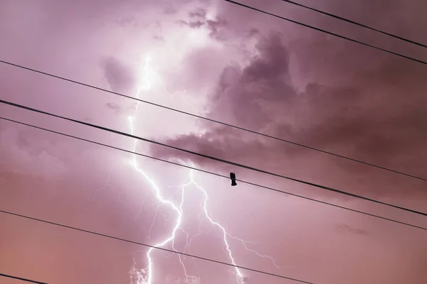 Ave Sozinha Fio Linha Elétrica Céu Tempestuoso Com Fundo Relâmpago — Fotografia de Stock