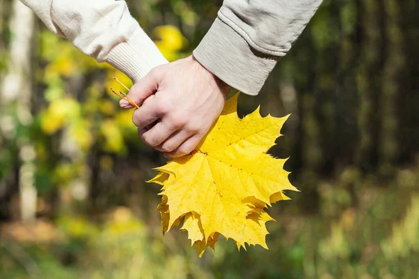 Aşıklar Parkta Yürürken Ellerinde Bir Buket Sonbahar Akçaağaç Yaprağı Tutarlar — Stok fotoğraf