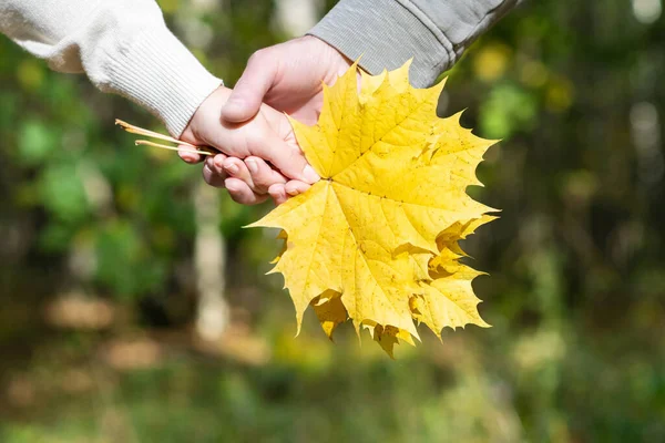 Aşıklar Parkta Yürürken Ellerinde Bir Buket Sonbahar Akçaağaç Yaprağı Tutarlar — Stok fotoğraf