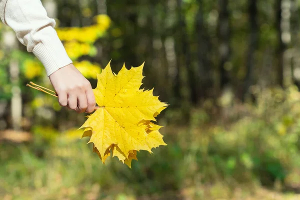 Kezében Csokor Őszi Juharfalevél Kezükben Miközben Sétál Parkban Közelről Vágva — Stock Fotó