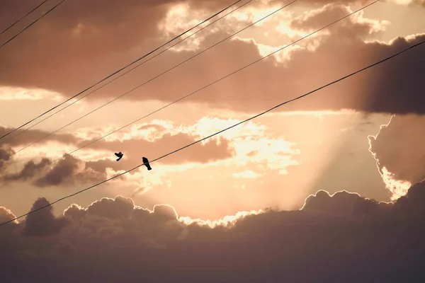 Dois Pássaros Fio Linha Elétrica Céu Tempestuoso Pôr Sol Fundo — Fotografia de Stock