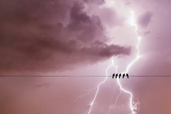 Aves Equipo Cable Línea Eléctrica Cielo Tormentoso Con Rayo Fondo — Foto de Stock