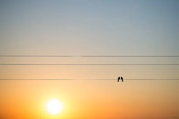 Två Fåglar Tråd Eller Elektrisk Linje Solnedgången Himlen Bakgrund Begreppet — Stockfoto