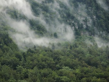 Orman su buhar sonra Avusturya Alpleri'nde serin Yağış
