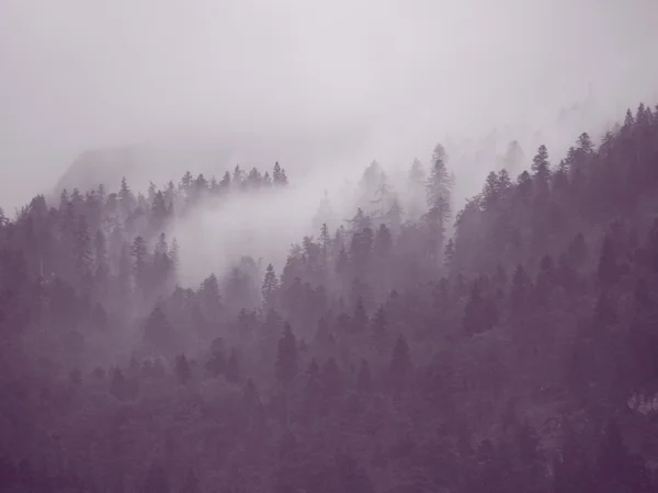 Brouillard forestier Moody dans les montagnes après des précipitations fraîches — Photo