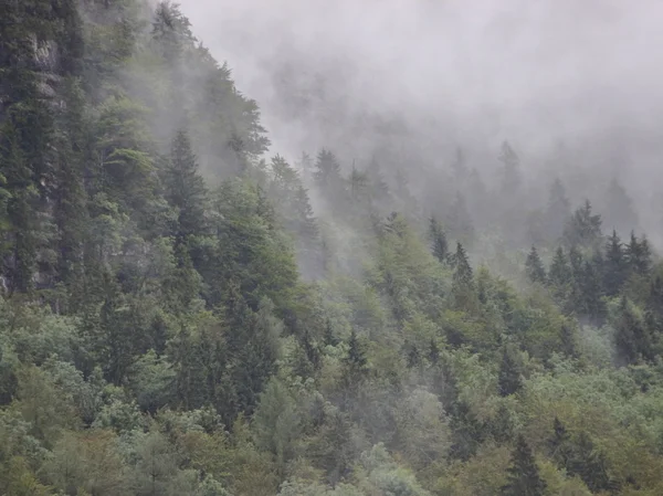 在酷降雨后山厚森林雾 — 图库照片