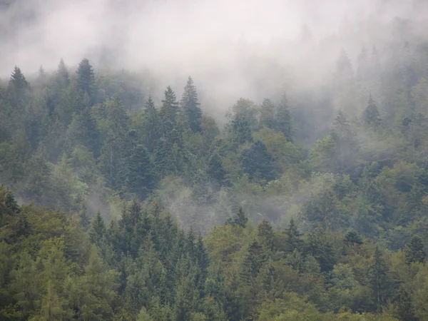 Bosque de montaña cubierto de nubes espeluznantes después de la lluvia Imágenes de stock libres de derechos