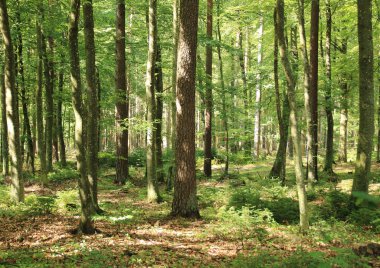 Bahar Orman yatak ile çeşitli ağaç türleri