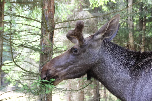 Mannelijke moose kauwen op pine — Stockfoto