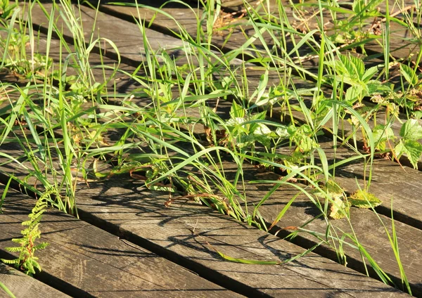 Unkraut und Gras wachsen zwischen Holzdielen — Stockfoto