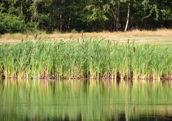 Reed riflessione nel lago con campo e foresta sullo sfondo — Foto Stock