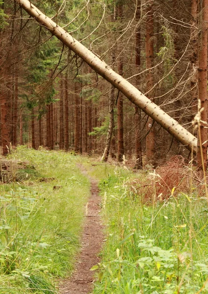 Sentier forestier avec arbre tombé d'une tempête d'automne — Photo
