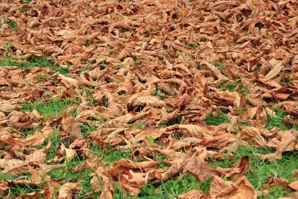 Perspective of brown dead autumn leaves on green grass — Stock Photo, Image