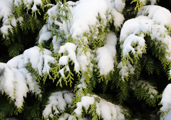 Ramo thuja sempreverde coperto di neve in inverno — Foto Stock