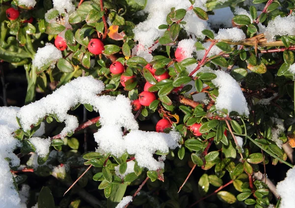 Bayas rojas cubiertas de nieve en rama verde en invierno —  Fotos de Stock