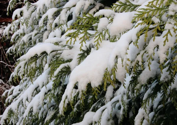 Snötäckta grenar av vintergröna thuja på vintern — Stockfoto