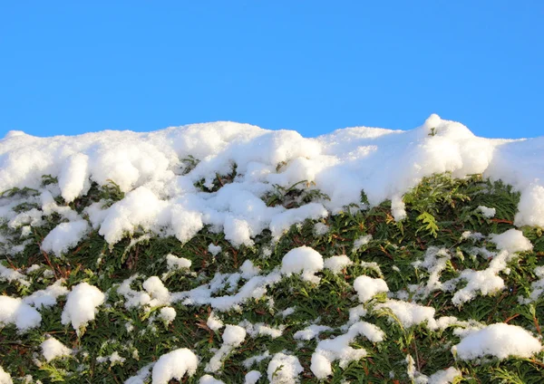 Parte superior del arbusto cubierto de nieve con cielo azul —  Fotos de Stock