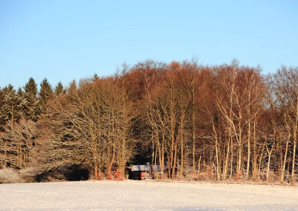 Paysage hivernal enneigé avec chalet en forêt — Photo