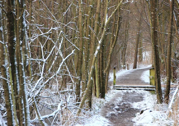 Winter bospad met bomen en sneeuw — Stockfoto