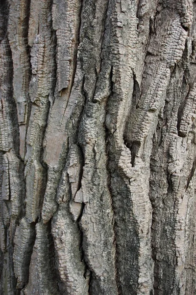 Wood Bark Background of Old Willow Tree Royalty Free Stock Photos