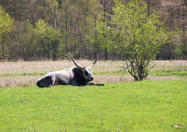 Male Longhorn Hungarian Grey Ox in Green Field — Stock Photo, Image