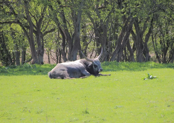 Jovem Longhorn húngaro Grey Ox no prado verde — Fotografia de Stock