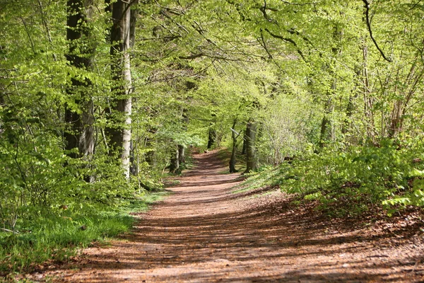 Landschaftlich reizvoller Waldweg im Frühling mit grünen Bäumen — Stockfoto