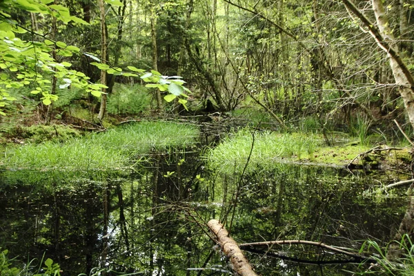 Riflessione nel fresco paesaggio lacustre nella foresta incontaminata — Foto Stock