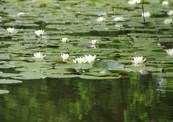 호수 숲 반사와 흰색 수련 — 스톡 사진