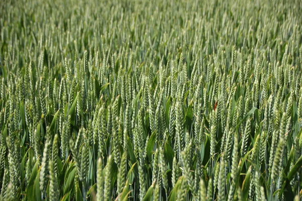 Perspective of Green Wheat Crop Field in Spring — Stock Photo, Image