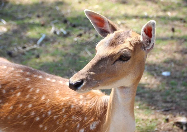 Damwildweibchen blickt nach links — Stockfoto