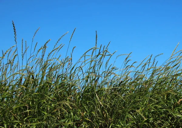 Grüne Strohfeld mit blauem Himmel Hintergrund — Stockfoto