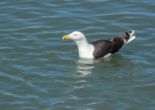 Zwevende Seagull op Water op zoek naar links — Stockfoto