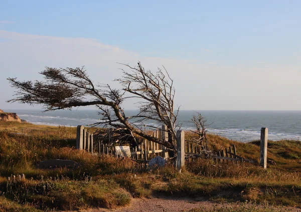 Grab am Rande der Klippe mit Meereshintergrund — Stockfoto