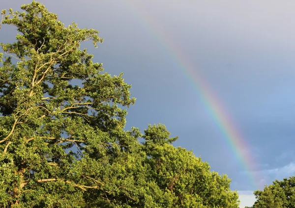 Arco-íris natural no céu azul escuro acima da floresta verde — Fotografia de Stock