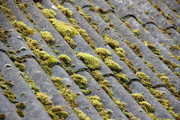 Vecchio rifugio con tetto curvo e sfondo Alga verde — Foto Stock