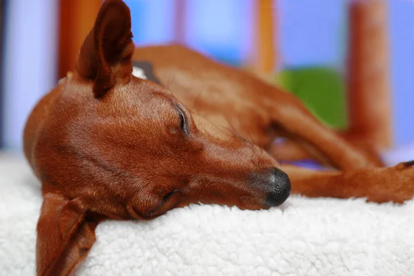 Sleeping dog on a white blanket. Sick dog. An unhealthy pet is resting. — Stock Photo, Image