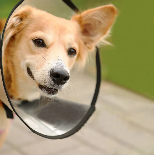 Portrait of a dog wearing an elizabethan collar. Dog in a plastic cone.