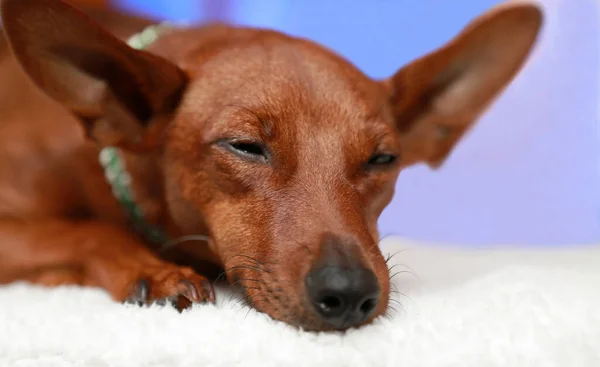 Portrait of a slumbering dog on a white blanket. — Stock Photo, Image