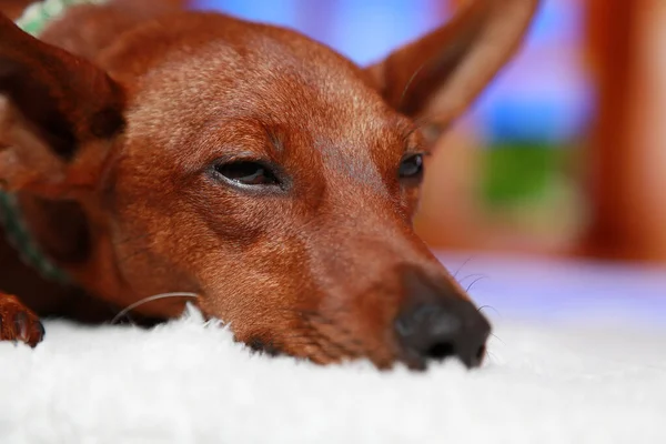 Portrait of a sick dog on white. The face of a sickly pet. — Stock Photo, Image