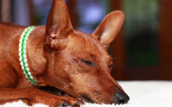 Portrait of a slumbering dog . Cute muzzle with closed eyes in a brown dog. — Stock Photo, Image