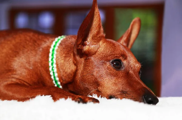 Portrait of a brown dog lying on a white blanket. Pet muzzle, ears and eyes, paw — Stock Photo, Image