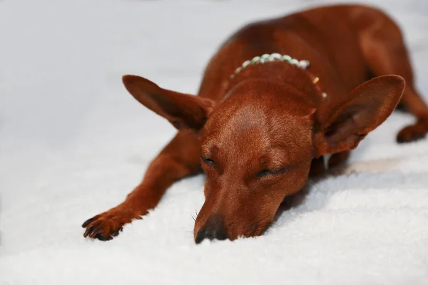 Portrait of a sleeping dog on a white background. — Stock Photo, Image
