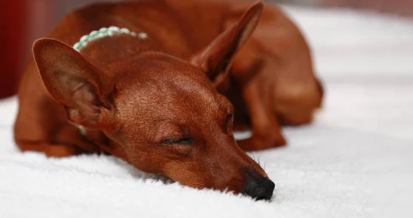 Portrait of a dog fast asleep. Brown dog sleeping lying on a white blanket. — Stock Photo, Image