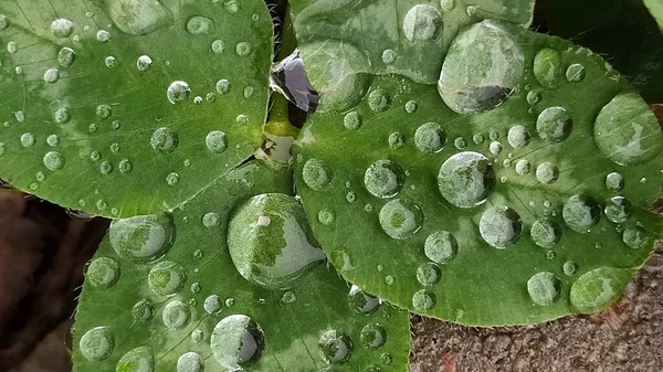 Краплі води сяють на зеленому листі . — стокове фото