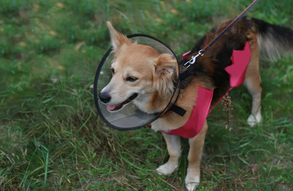 Konik tasma takmış köpekler ve ameliyat sonrası battaniyeler. 
