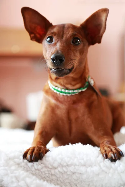 Schoßhund auf der Couch liegend. Wohnkomfort. — Stockfoto