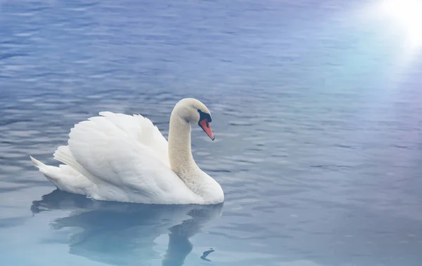 Een witte Zwaan op een achtergrond van blauw water wordt verlicht door een witte gloed. — Stockfoto